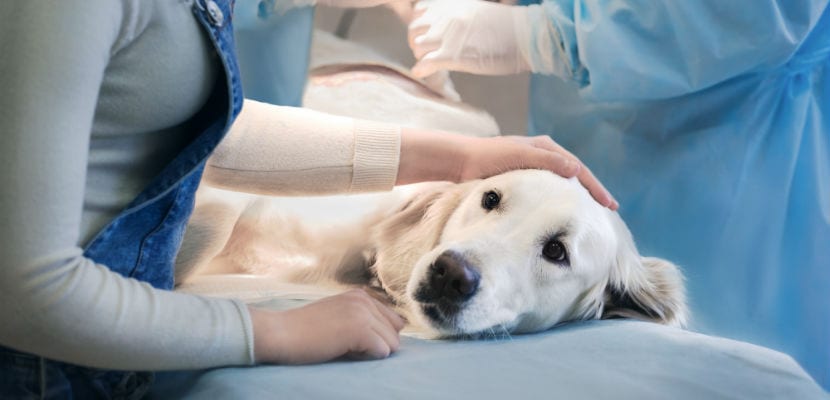 el hipotiroidismo puede causar mareos en perros