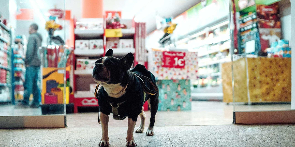 Por qué un Pet Shop es un buen negocio en 2023? - Hablemos de negocios