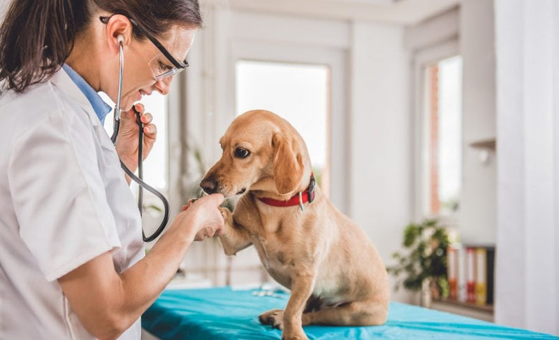 que pasa si mi perro tiene cancer de vejiga