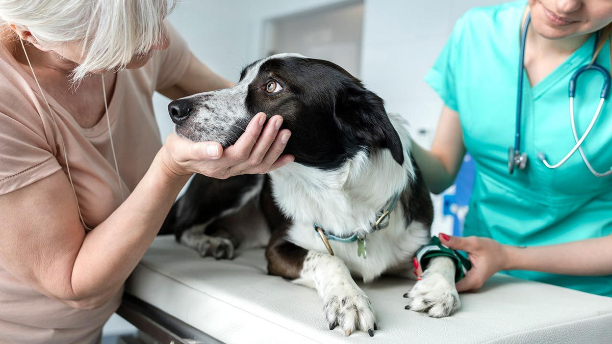 que pasa si mi perro tiene cancer de vejiga