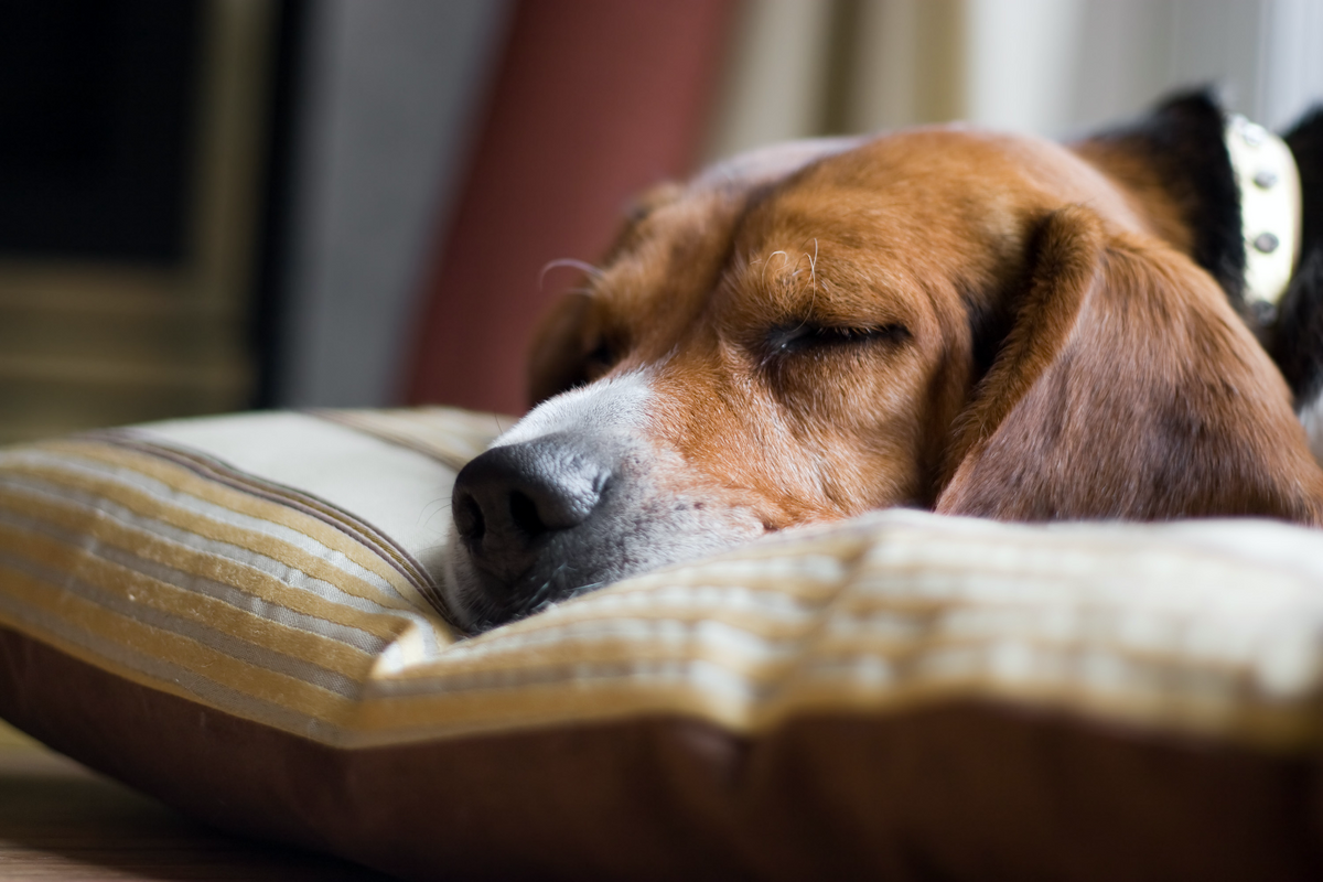 como ayudar a las convulsiones en perros