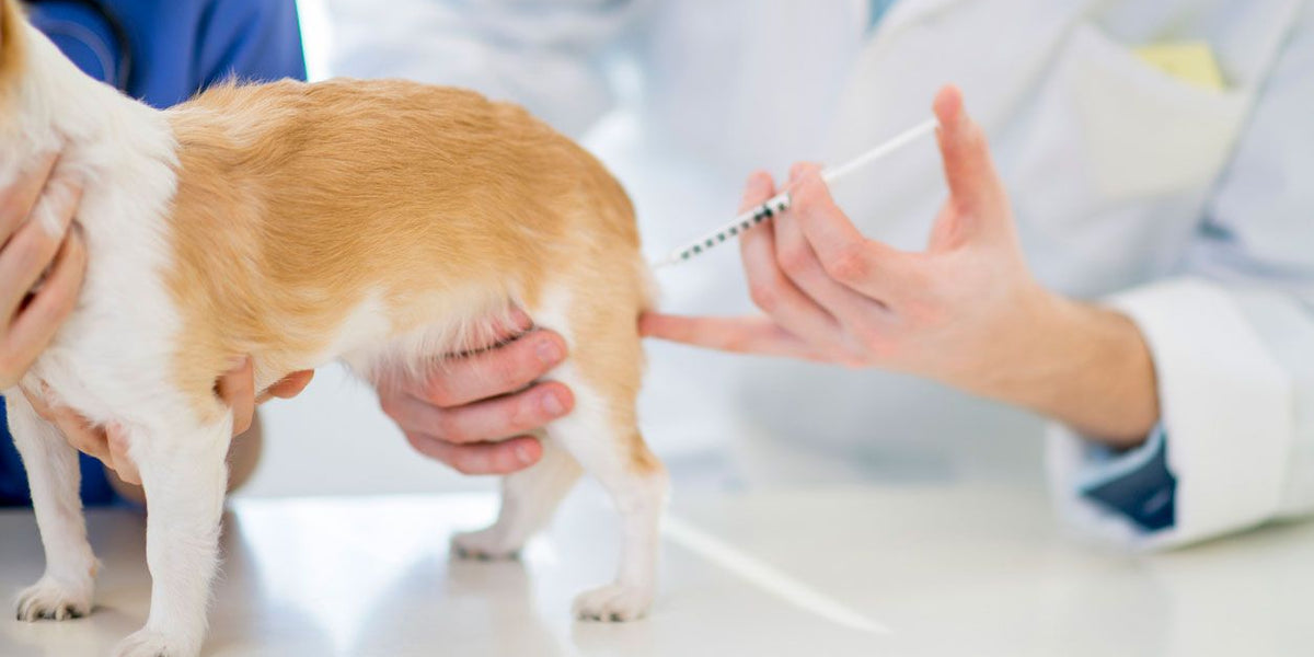 se puede vacunar a un perro contra la rabia antes de tiempo