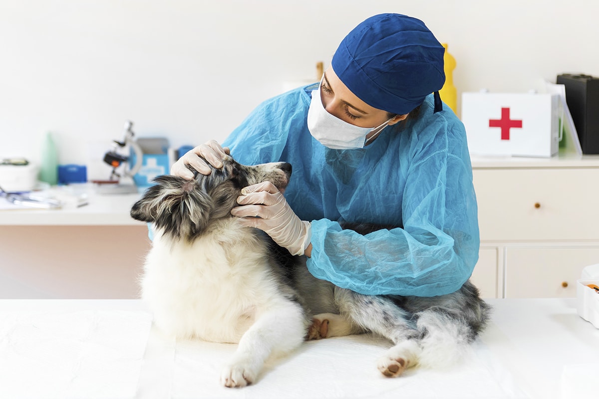 un perro puede morir por comer arena